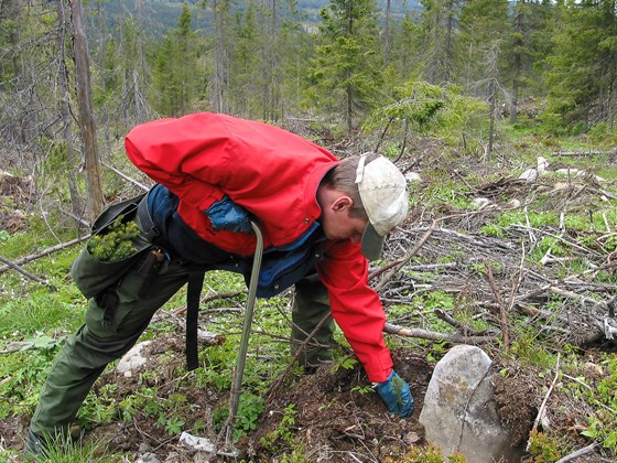 Tettare planting og suppleringsplanting kan auke skogproduksjonen. 