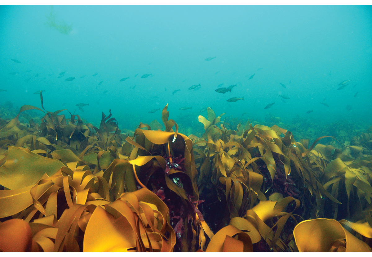 Figure 2.1 Kelp forest, Jærkysten marine protected area, Rogaland.