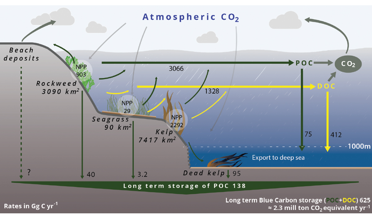Figure 2.11 Norwegian blue carbon budget including kelp forests, seaweed (rockweed) beds and eelgrass meadows. Estimated area, rates of net primary production (NPP), export rates, and sequestration of particulate organic carbon (POC) and dissolved organic carbon...