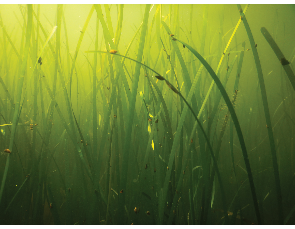 Figure 2.16 Eelgrass meadow.