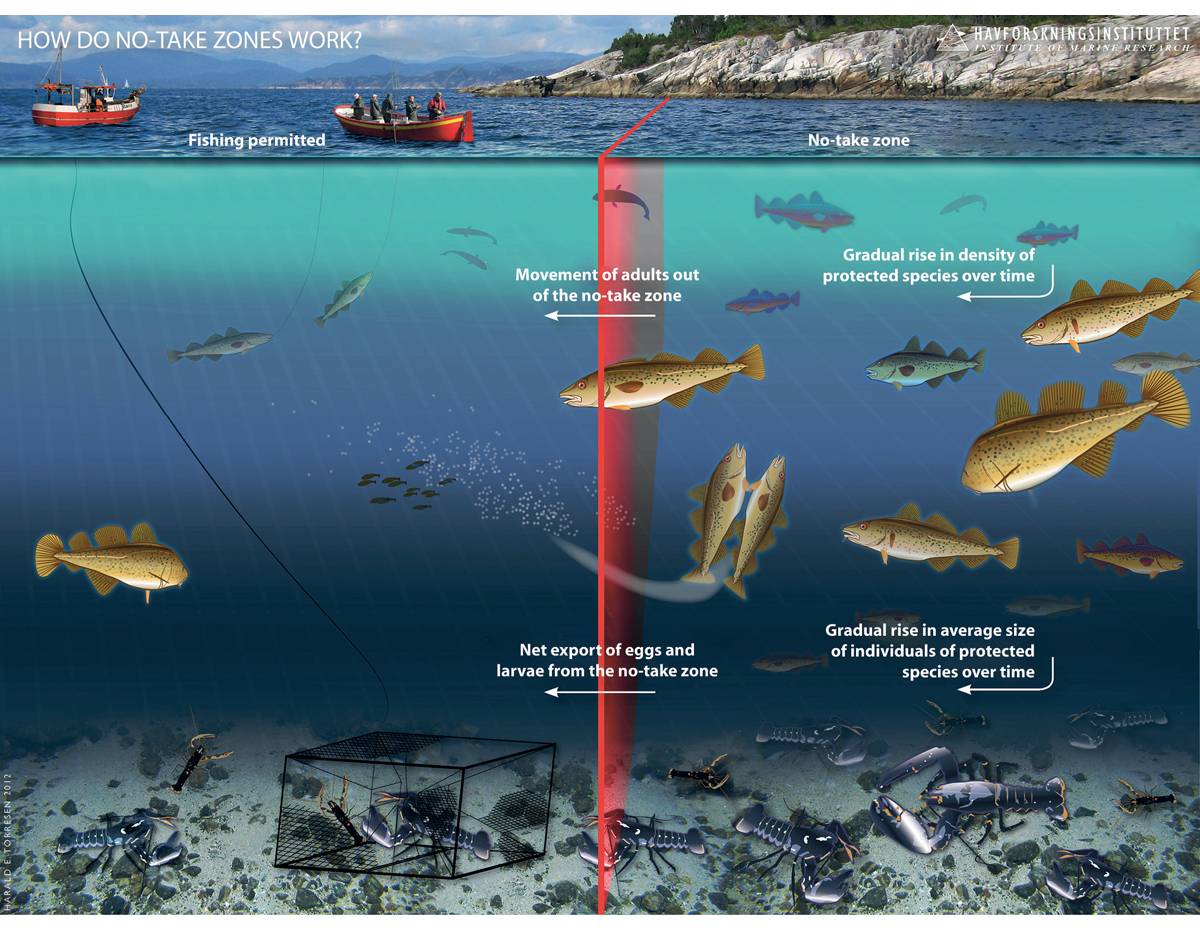 Figure 2.21 A no-take zone for lobster. Illustration of documented and anticipated effects of strict conservation measures, based on research carried out by the Institute of Marine Research in connection with no-take zones for lobster in the Skagerrak.