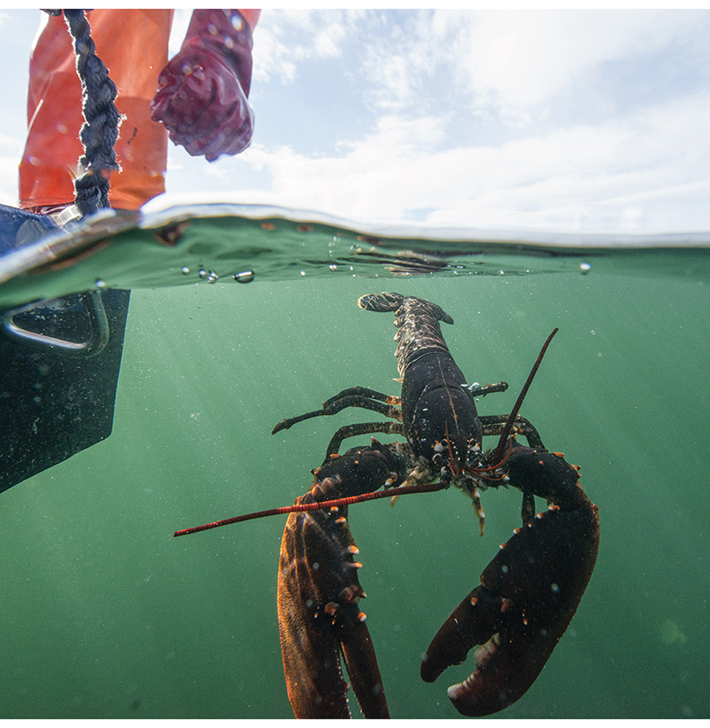 Figure 2.22 Releasing a lobster as part of an experimental fishery.