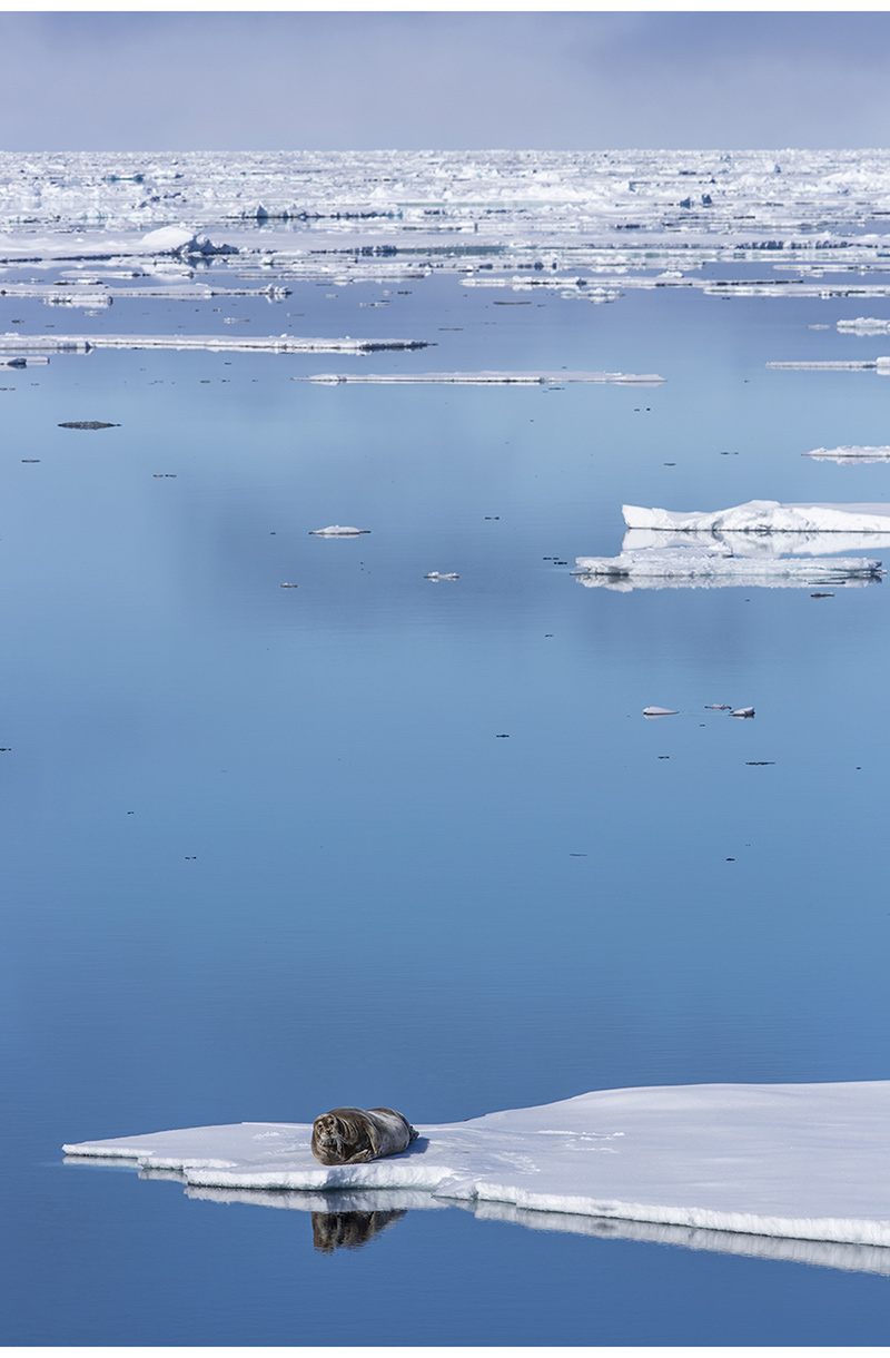 Figure 2.3 Bearded seal in the marginal ice zone.