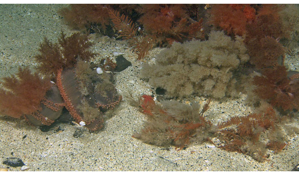 Figure 2.4 Orange-footed sea cucumber (Cucumaria frondosa), Spitsbergen Bank.