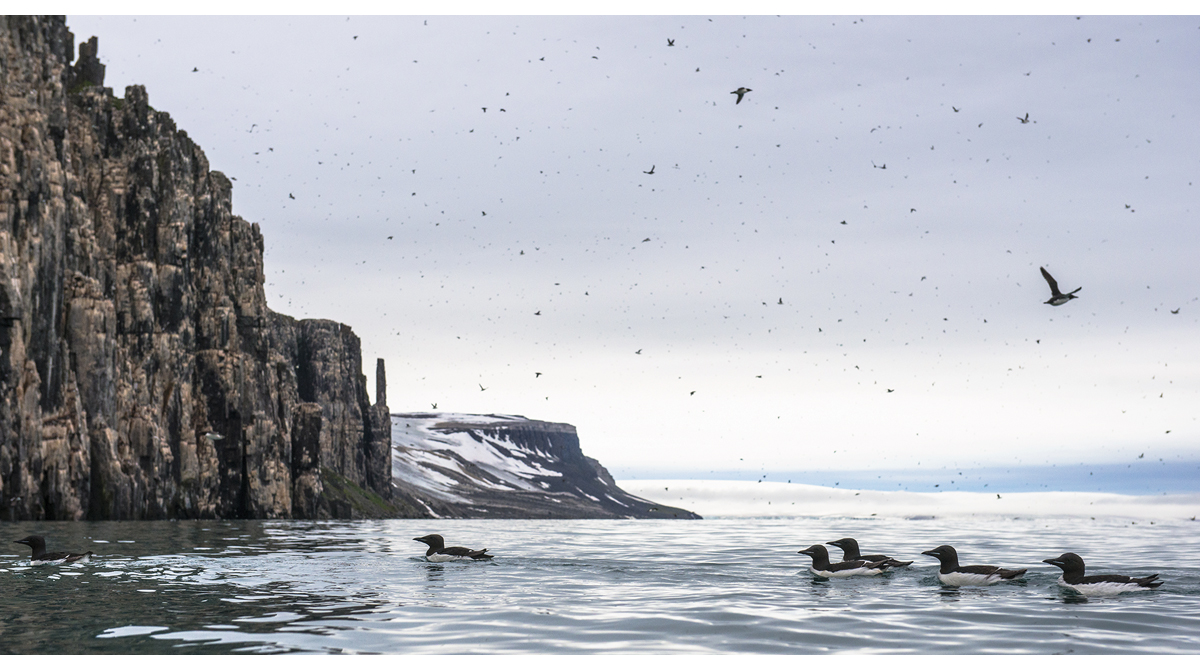 Figure 2.5 Brünnich’s guillemots on the sea in Nordaust-Svalbard nature reserve.