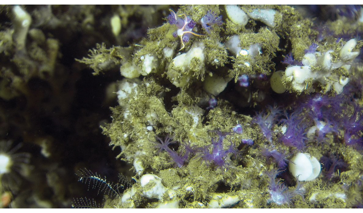 Figure 3.2 The gorgonian coral Anthelia borealis growing on a Lophelia coral reef on the edge of the continental shelf, at a depth of 300 m.