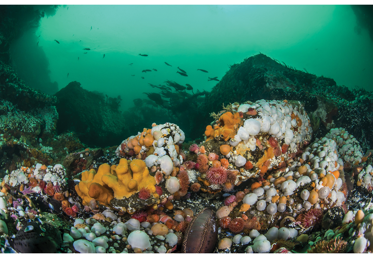 Figure 3.4 From Saltstraumen in Nordland county.