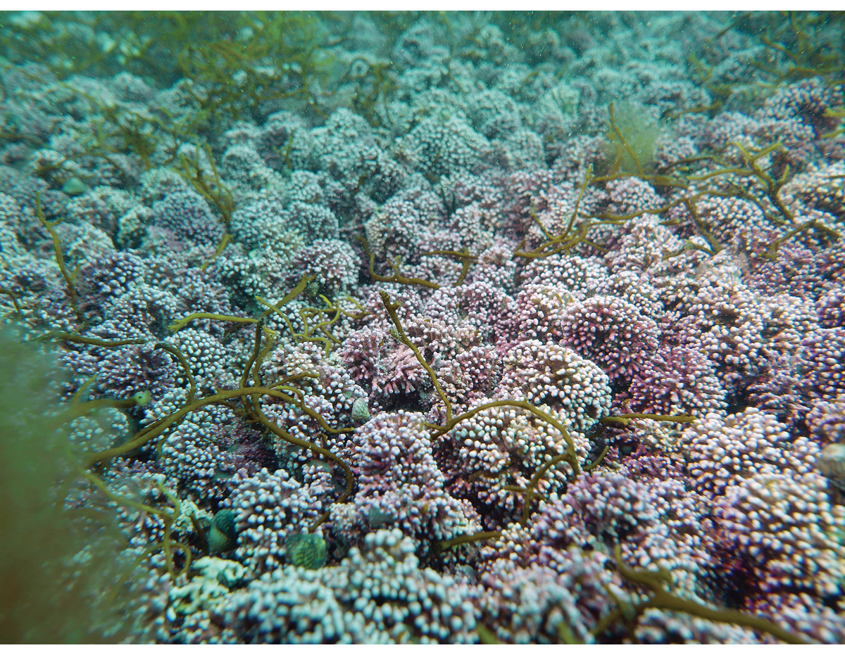 Figure 3.5 Maerl bed near Krøttøya island in Andfjorden.