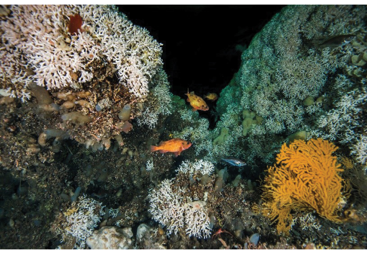 Figure 4.5 Part of a coral reef. Norwegian coral reefs are largely formed by the cold-water coral Lophelia pertusa. Coral reefs are biodiversity hotspots that provide a habitat for many other species, and play an important role in the carbon cycle on the seabed.