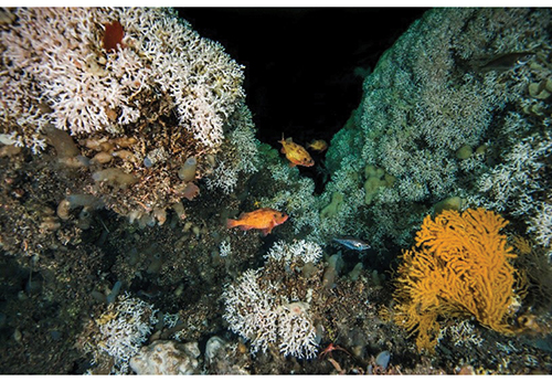 Figur 4.5 Korallrev. Dei norske korallreva er stort sett bygde av ein art som heiter Lophelia pertusa. Reva er levestad for mange andre artar, er viktige i karbonomsetninga ved botnen og er såkalla hot-spots for biomangfald.