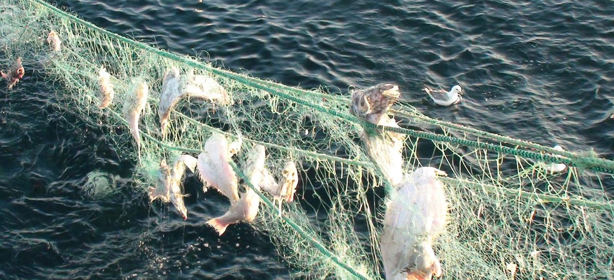 Foto av garn som har blir ståande forlatt i sjøen. Foto: Fiskeridirektoratet