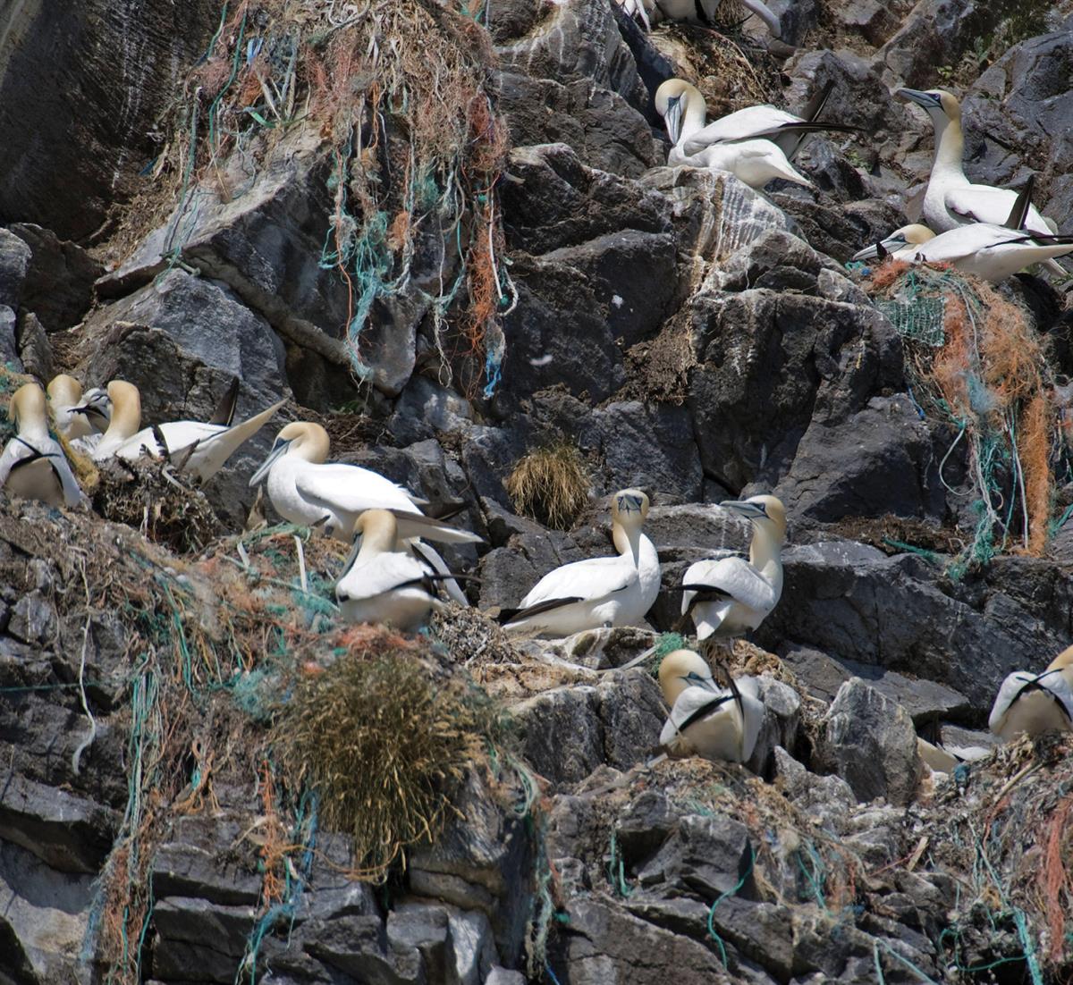 Foto av Plastfuglefjellet Runde. Foto: NTB, Klaus Steinkamp