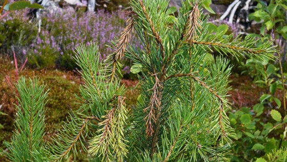 Furuas knekkesopp har vertsveksling mellom osp og furu. Soppen har medført betydelige skader på furuforyngelsen i brannflata. 