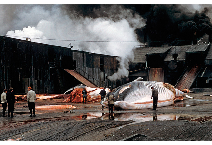 Figure 3.5 A whale on the flensing platform at Husvik, South Georgia, in 1956.