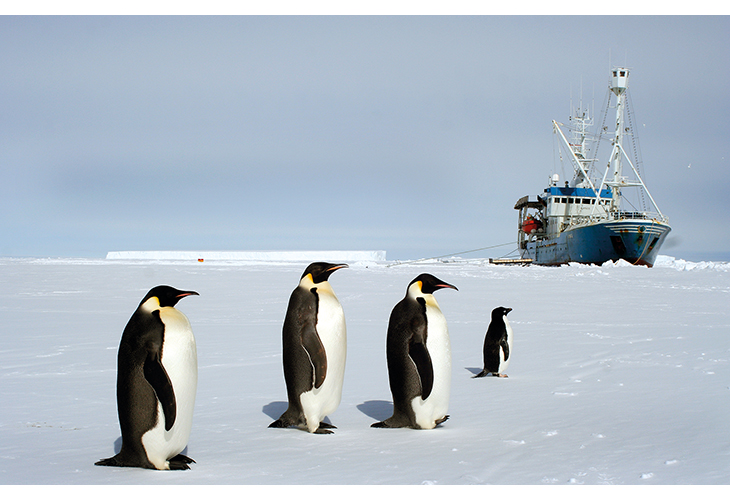 Figure 7.2 Penguins with the research ship Lance in the background.