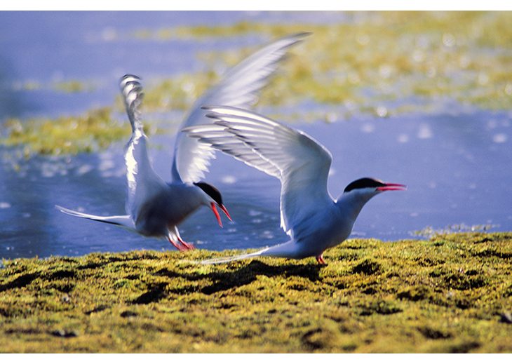 Figure 7.3 Arctic terns fly around the globe. They nest in Svalbard and then fly south to spend the spring and winter (South Pole summer) in the pack ice of the Southern Ocean.