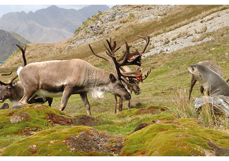 Figure 7.7 Reindeer in South Georgia, introduced by Norwegian whalers from 1911 onwards. In 2014 the stock was removed for environmental reasons.