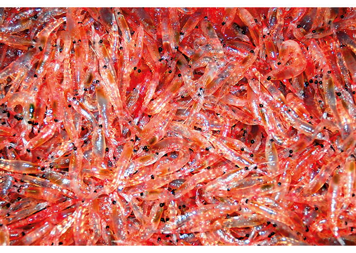 Figure 8.2 Krill is the most important resource for the Norwegian Antarctic fishery.