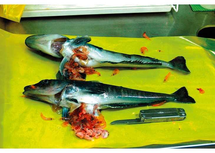 Figure 8.3 Mackerel icefish.
