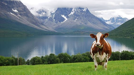 NRF-ku. Lyngen i Troms. NRF-ku. Lyngen i Troms.