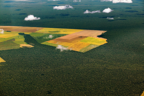 Figure 7.4 Deforestation in the Amazon, where the rainforest has had to
give way to cultivated land.