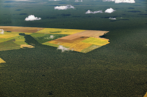 Figur 7.4 Avskogingen i Amazonas, der regnskog har måttet vike
plass for dyrket mark.