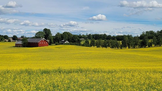 Blomstrende oljevekster.