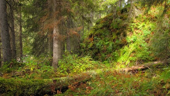 Gammel granskog i Dørdalen i Gausdal kommune som nå er vernet. På det døde grantreeet på bildet lever soppen svartsonekjuke og rosenkjuke, to kjuker som er klassifisert som nær truede.  