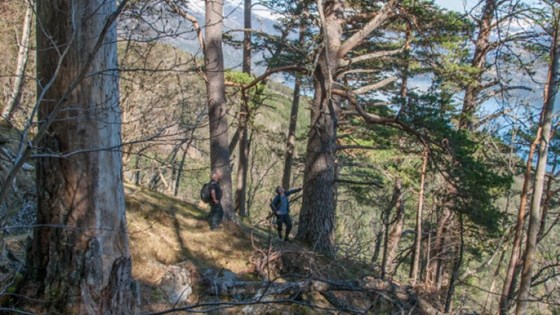 Gammel og storvokst furuskog i Åker og Vikane naturreservat i Ullensvang kommune.