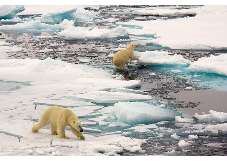 Figure 2.17 Polar bears in the marginal ice zone in the Barents Sea.
