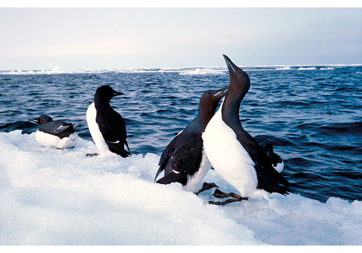 Figure 2.6 Brünnich’s guillemots.
