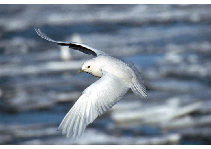 Figure 2.7 Ivory gull.
