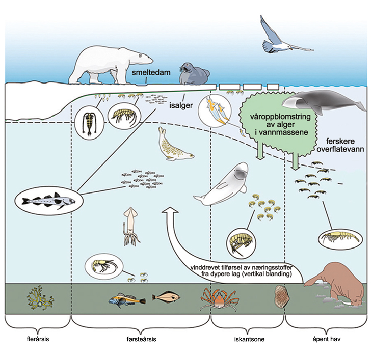 Figur 2.13 Økosystemet i iskantsonen under våroppblomstringen.
