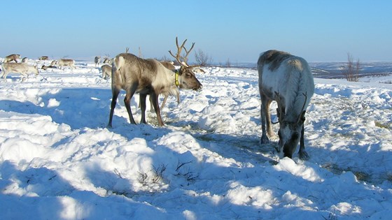 Rein på beite