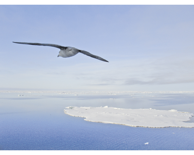 Figure 2.1 Fulmar (Fulmarus glacialis)