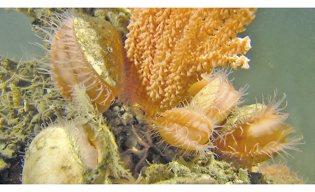 Figure 3.10 The clam Acesta excavata and a gorgonian coral, Tromsøflaket