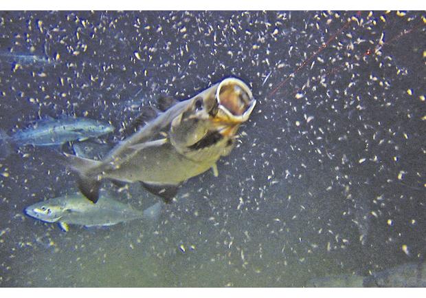 Figure 3.11 Saithe feeding on krill and other zooplankton