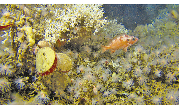 Figure 3.12 A redfish on a coral reef