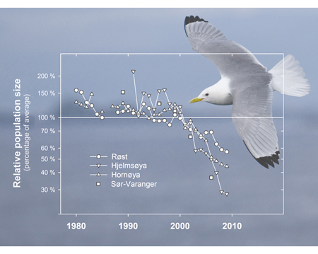 Figure 3.14 The breeding population of black-legged kittiwakes at the key localities monitored by the SEAPOP programme in the Barents Sea–Lofoten area has declined considerably in only a few years (data from the national monitoring programme for seabirds, Norweg...