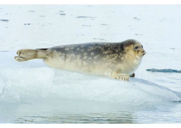 Figure 3.16 Ringed seal