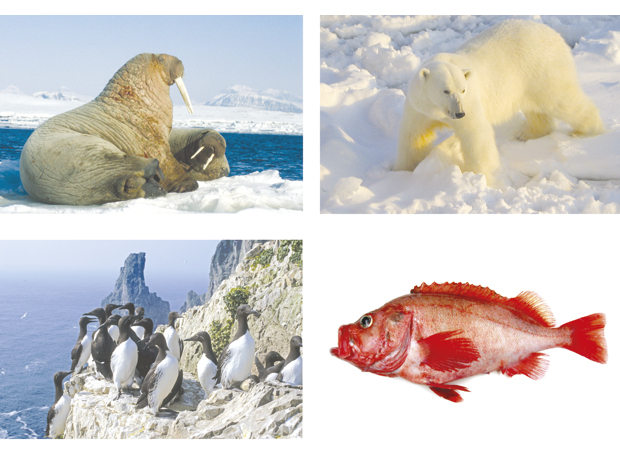 Figure 3.17 Red-listed species in the management plan area. Walrus (vulnerable), polar bear (vulnerable), common guillemot (critically endangered), golden redfish (endangered)