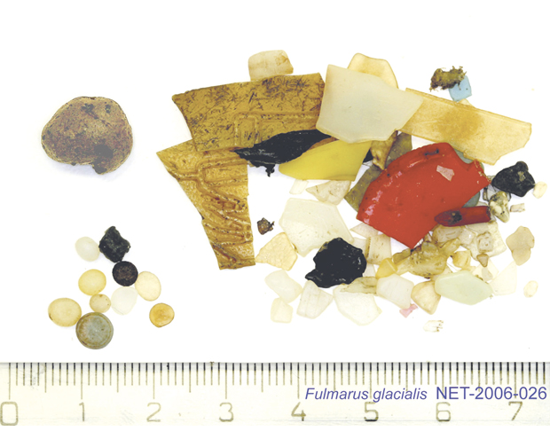 Figure 3.26 Fragments of plastic in the stomach contents of a fulmar
