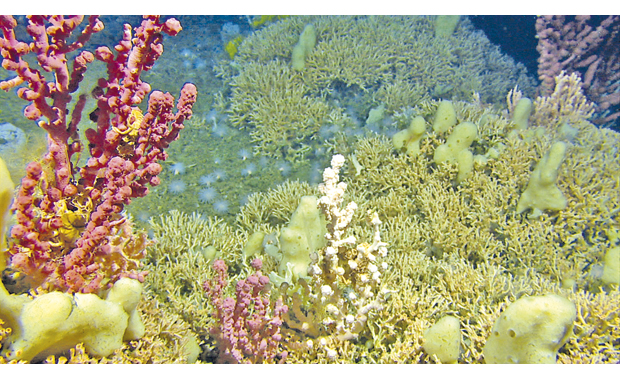 Figure 3.7 Coral reef with gorgonian corals and sponges