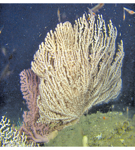 Figure 3.9 Part of a gorgonian forest