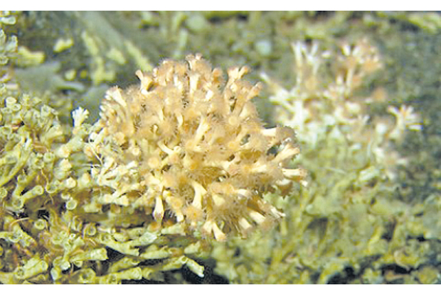Figure 6.2 Live corals on the Røst reef.