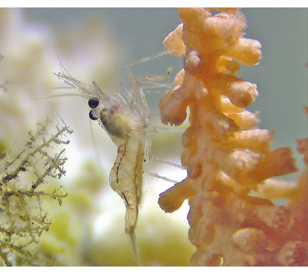 Figure 6.3 Shrimp on a gorgonian coral.