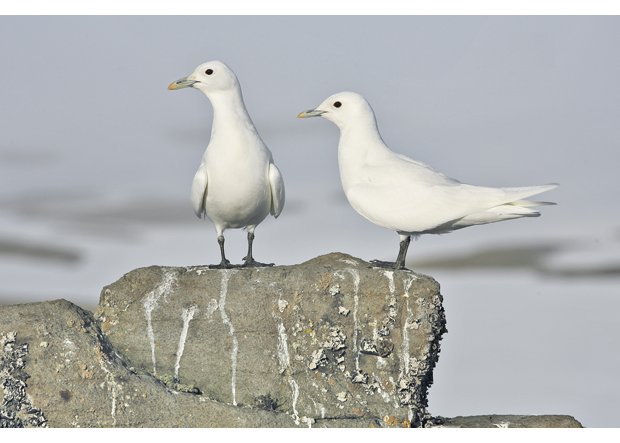 Figure 6.4 Ivory gulls.