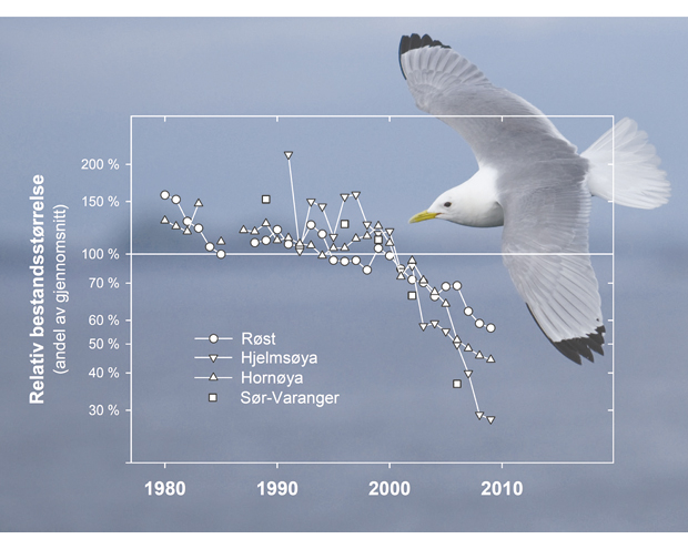 Figur 3.14 Hekkebestanden av krykkje på SEAPOPs nøkkellokaliteter i området Lofoten – Barentshavet har gått betydelig ned på få år (data fra det nasjonale overvåkingsprogrammet for sjøfugl, NINA)