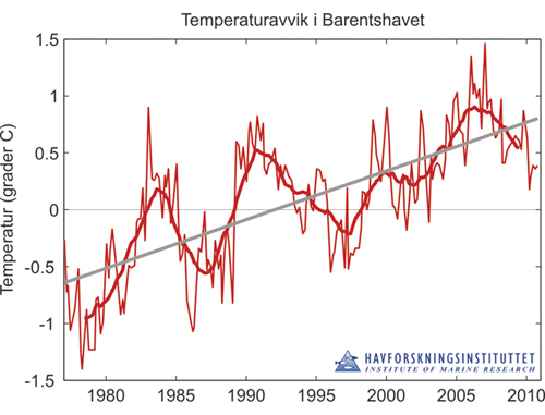 Figur 3.5 Temperaturavvik i Atlanterhavsvannet i Barentshavet i perioden 1977–2010. Figuren viser målte verdier (tynn rød linje), 3 års glidende middel (tykk rød linje) og trenden over hele perioden (grå linje)