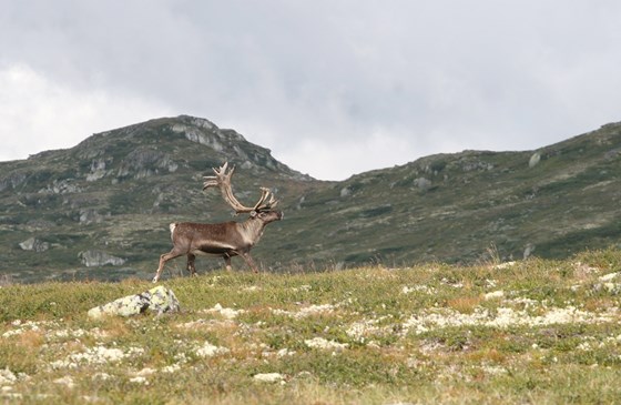 Villrein
